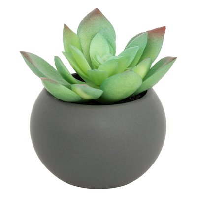 Plante grasse en pot ATMOSPHERA