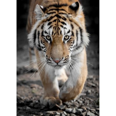 Tableau Sur Toile Tigre ANIMAUX CEANOTHE