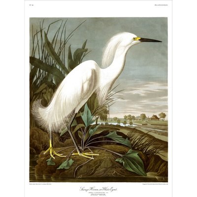Affiche héron Audubon  Snowy Heron THE DYBDAHL CO