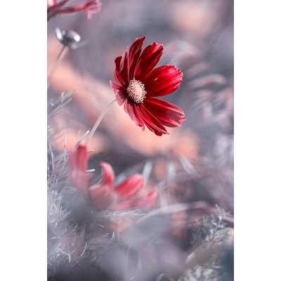 Tableau fleurs carmen HEXOA