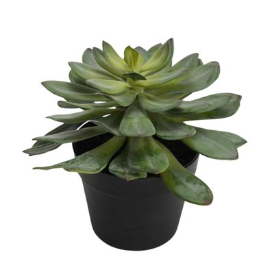 Echeveria Royal en pot H25 cm AMADEUS