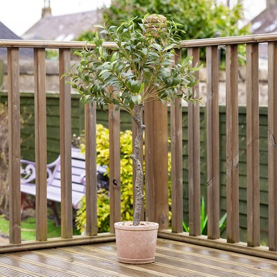 100cm Artificial UV Olive Tree in Rustic Pot SO'HOME