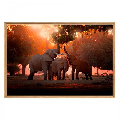 Tableau Mural Mat Encadré Famille Elephant ANIMAUX CEANOTHE