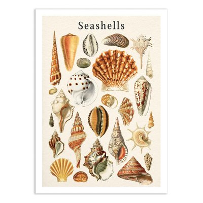 Affiche d’art et cadre noir 50 x 70 cm - Seashells collection - Gal Design WALL EDITIONS