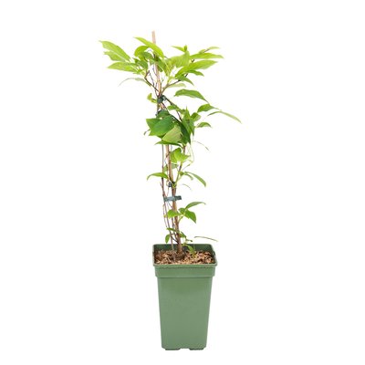 Planta Actinidia Arguta Issai, BIOMA BIOMA PLANTS