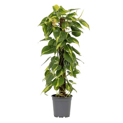 Planta Philodendron Brasil, BIOMA BIOMA PLANTS