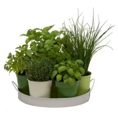 Plateau 7 herbes aromatiques FLOREX