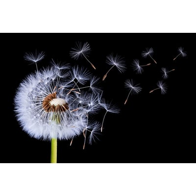 Tableau fleur pissenlit vole HEXOA