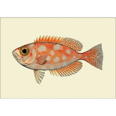 Affiche poisson  Blotched Bigeye THE DYBDAHL CO