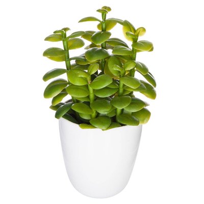 Plante succulente & cactus ATMOSPHERA