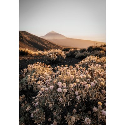 Tableau Mural Fleurs Montagne FLEUR CEANOTHE