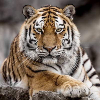 Tableau Mural Tigre De Sibérie ANIMAUX CEANOTHE
