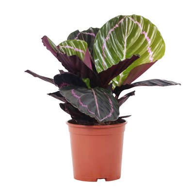 Planta Calathea dottie, BIOMA BIOMA PLANTS