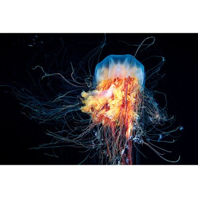 Tirage Sur Verre Synthétique Méduse À Crinière De Lion 120x80 Cm TIRAGE D'ART CEANOTHE
