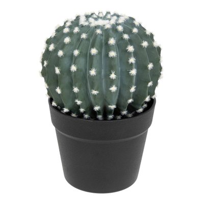 Cactus rond EXOTIC PANAMA ATMOSPHERA