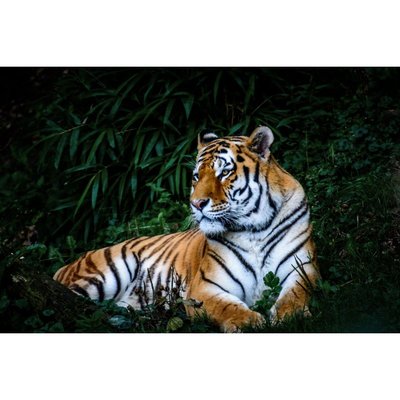 Tableau encadré à la finition mate tigre au repos CEANOTHE