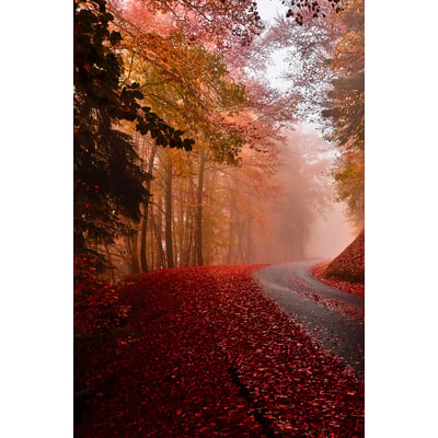 Tableau nature explosion automnale HEXOA