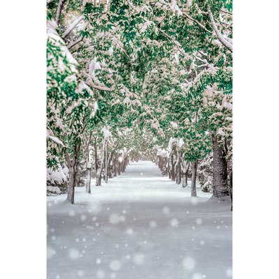 Tableau Mural Chemin Enneigé HIVERNAL CEANOTHE