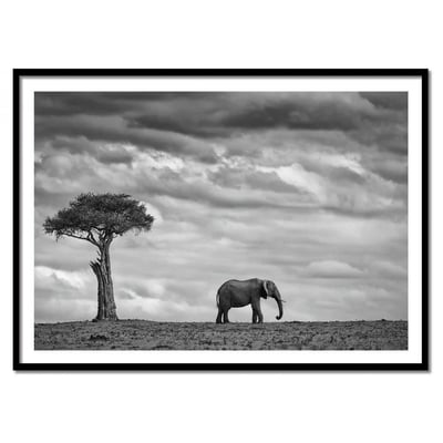 Affiche d’art et cadre noir 30 x 40 cm - Elephant Landscape - Mario  Moreno WALL EDITIONS