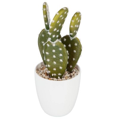Plante succulente & cactus ATMOSPHERA
