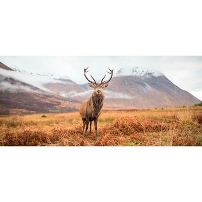 Tableau Mural Cerf ANIMAUX CEANOTHE