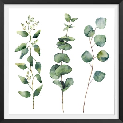 Affiche aquarelle eucalyptus HEXOA
