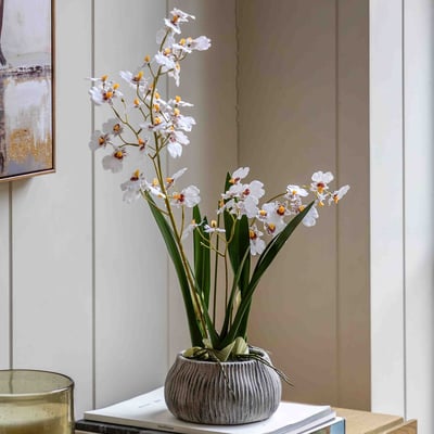 58cm Orchid in Low Ceramic Pot ÉDITÉ
