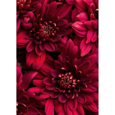 Tableau Mural Fleurs Vives FLEUR CEANOTHE