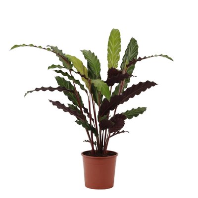 Planta Calathea rufibarba, BIOMA BIOMA PLANTS