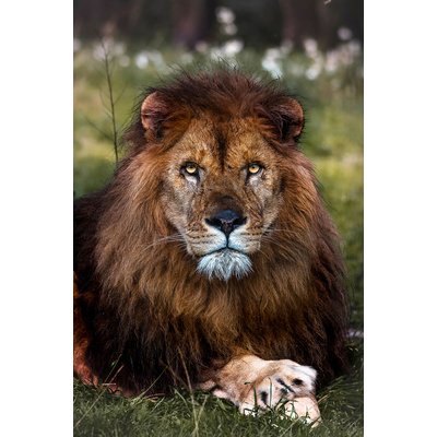 Tableau animaux pattes de lion HEXOA