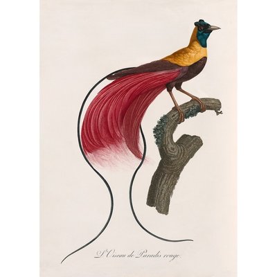 Affiche planche ancienne  L'oiseau de paradis THE DYBDAHL CO