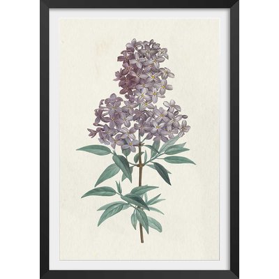 Affiche fleurs de Lilas vintage HEXOA