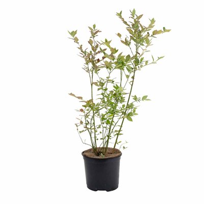 Planta Mirtilo, BIOMA BIOMA PLANTS