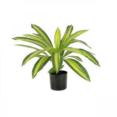 Dracena artificiel 50cm LIGNE DECO