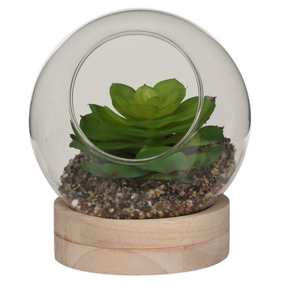 Succulente en vase rond sur plateau bois PIER IMPORT