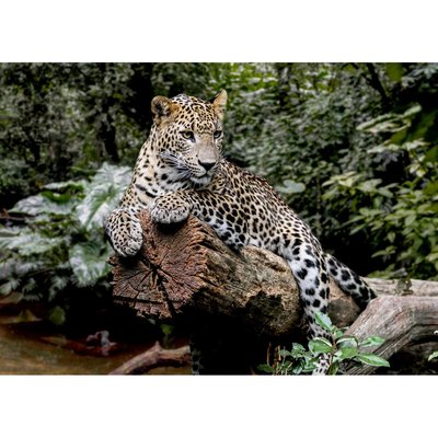 Tableau Mural Guépard Sur Un Tronc 100x140 Cm ANIMAUX CEANOTHE