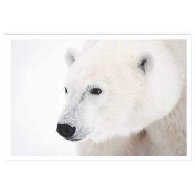 Affiche photo ours blanc polaire HEXOA