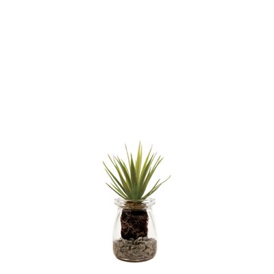 Succulente aloe vera en pot transparent artificielle H13 SIA DECO