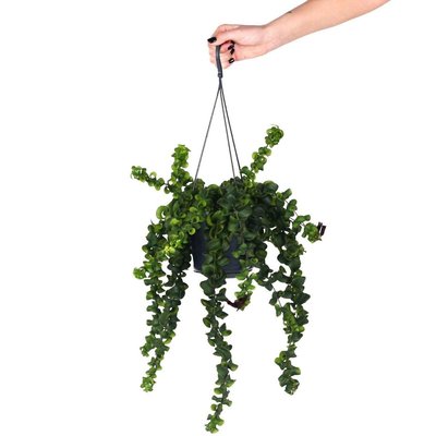 Planta Aeschynanthus rasta, BIOMA BIOMA PLANTS