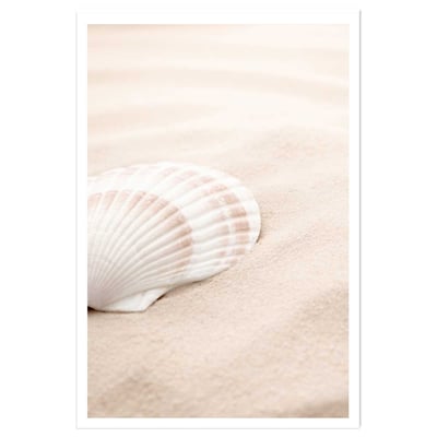 Poster coquillage HEXOA