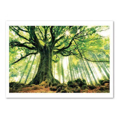Affiche d’art 50 x 70 cm - Ponthus' Beech - Christophe. Kiciak WALL EDITIONS