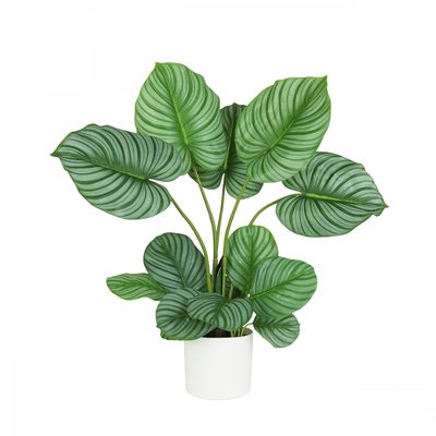 Plante verte calathea artificiel 75cm LIGNE DECO