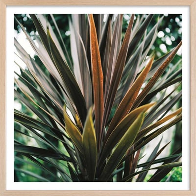 Affiche fleur de yucca et forêt tropicale HEXOA