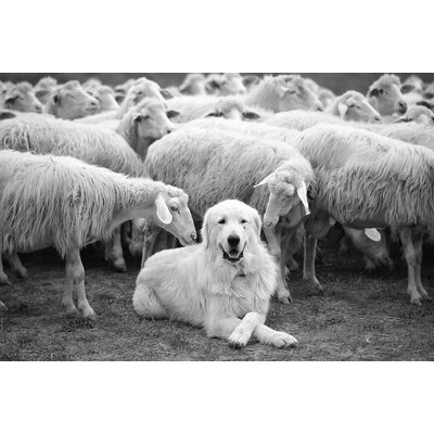 Tableau paysage chien de berger HEXOA