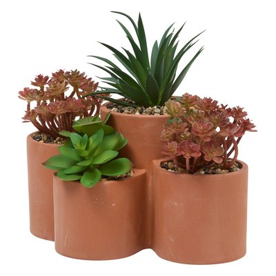 Plante petit format WONJ ATMOSPHERA