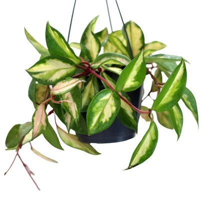 Planta Hoya carnosa tricolor, BIOMA BIOMA PLANTS