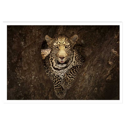 Affiche masai léopard HEXOA