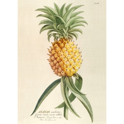 Affiche botanique ananas  Ananas Aculeatus THE DYBDAHL CO