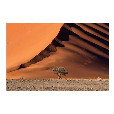 Affiche L'arbre sur la dune, Namibie HEXOA