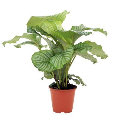 Planta Calathea orbifolia, BIOMA BIOMA PLANTS